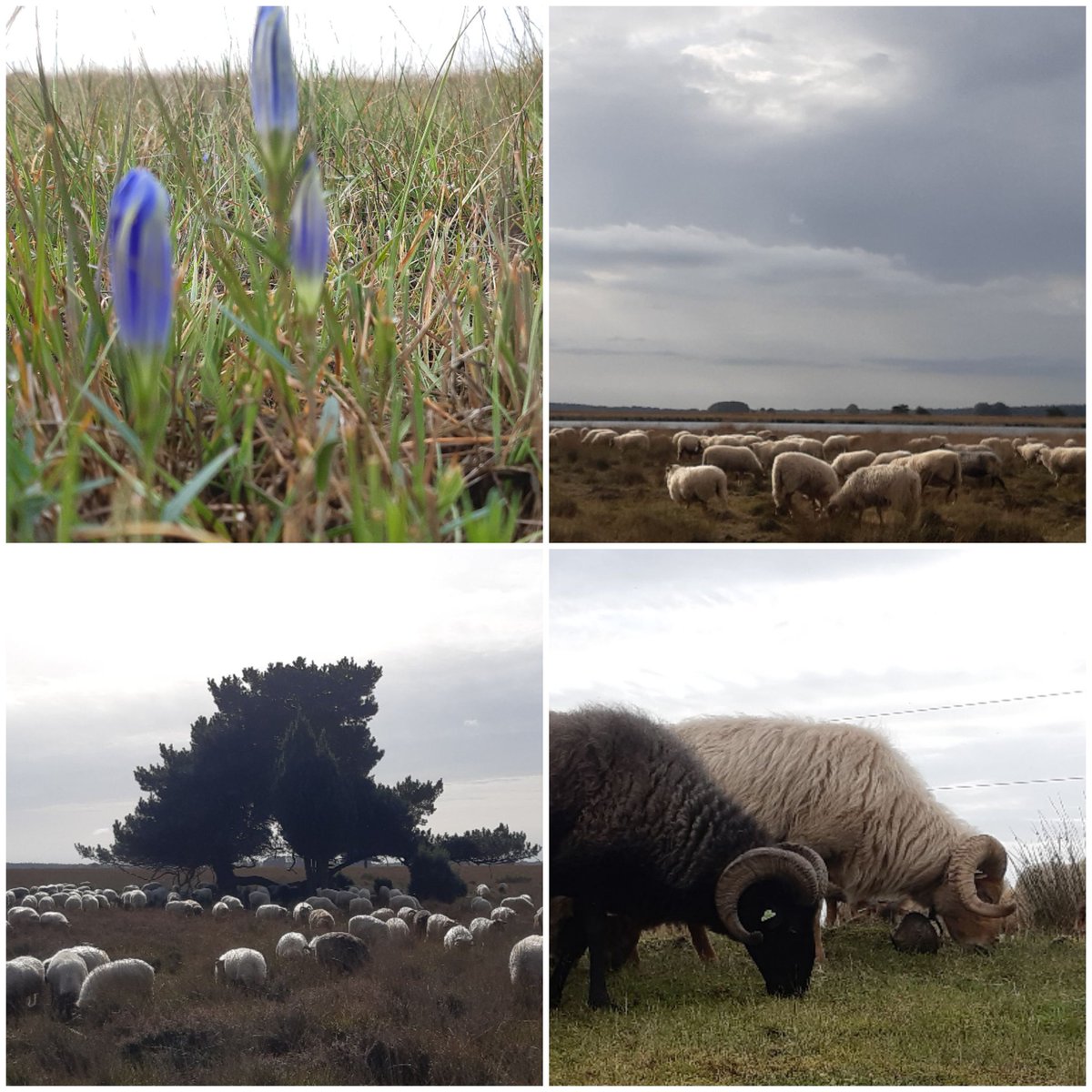 anjaprent1970's tweet photo. Heerlijke nazomerdag....rustig grazen wij rond. #Dwingelderveld
#SchaapskooiAchtertZaand
Op sommige plekken bloeien de #klokjesgentiaan nog. Behendig stuurt Finn de kudde erlangs #gescheperdekudde
#natteheide
#heidebeheer
#gescheperdebegrazing
@Natuurmonument
@N2000drenthe https://t.co/N2UVRM0ztB