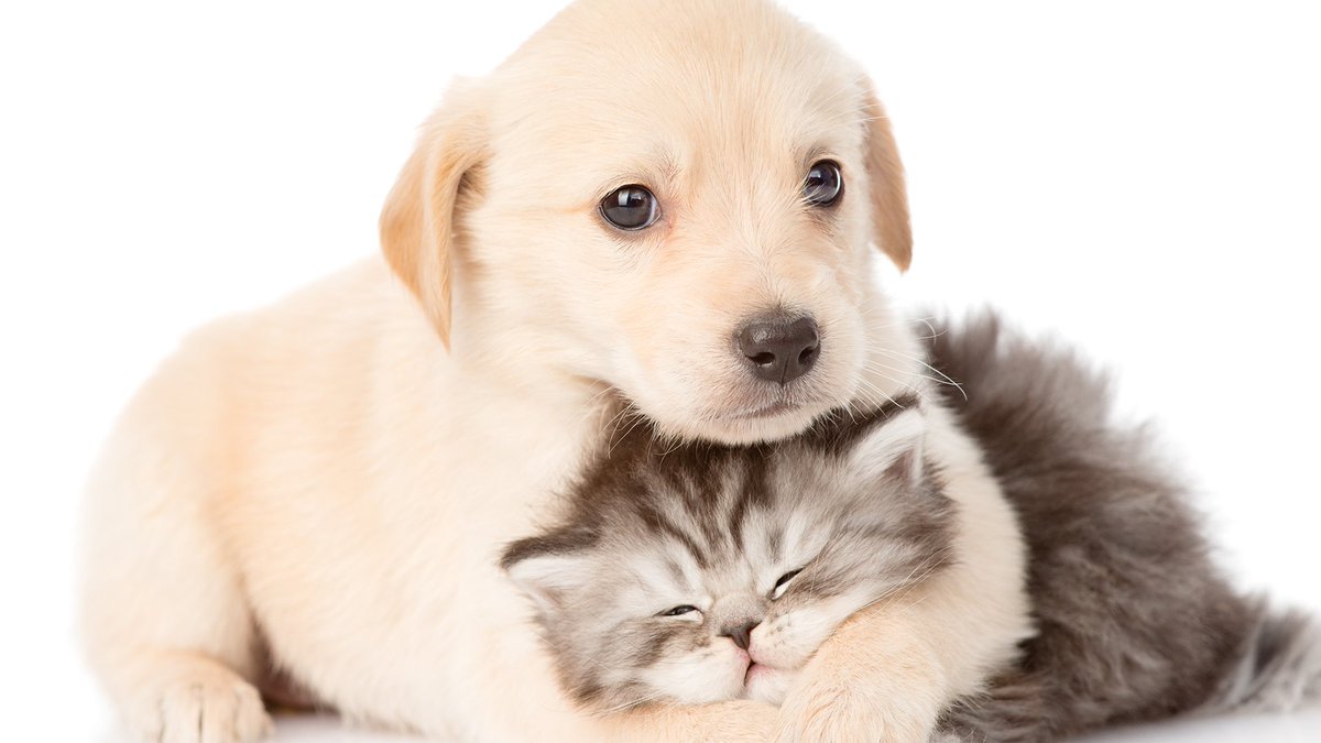 Eric_Rguez's tweet photo. 🤔 ¿Sabías que...

...si tienes Seguro de Decesos con la garantía adicional de mascotas (por ahora solo para perros y gatos) no solo cubres el fallecimiento, sino que además accedes sin coste adicional a consultas veterinarias ilimitadas y descuentos en servicios? + Info ⬇️ https://t.co/ILRcOOSGEJ