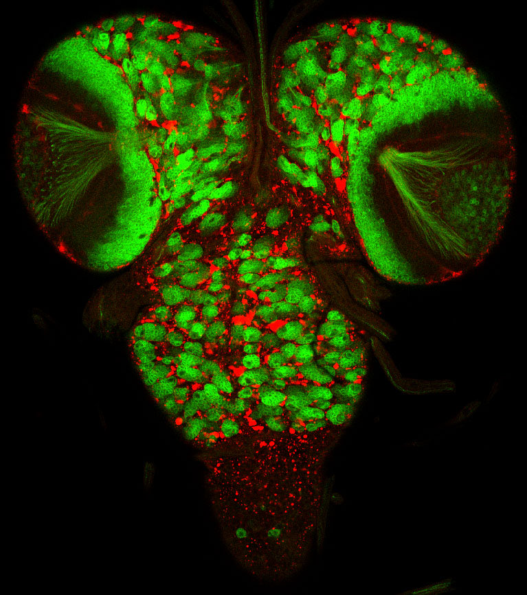 PhD Opportunity in our lab @TheCrick Developmental biology meets metabolism and mass spectrometry imaging. Metabolic adaptations of neural stem cells in #Drosophila. Application deadline 9th Nov. Please RT crick.ac.uk/careers-study/…