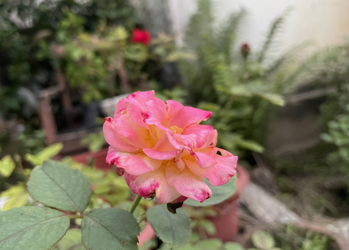 CanisPariah's tweet photo. ‘Dream come true’

#RoseTwitter #gardeningTwitter https://t.co/5PrqA46Sa8