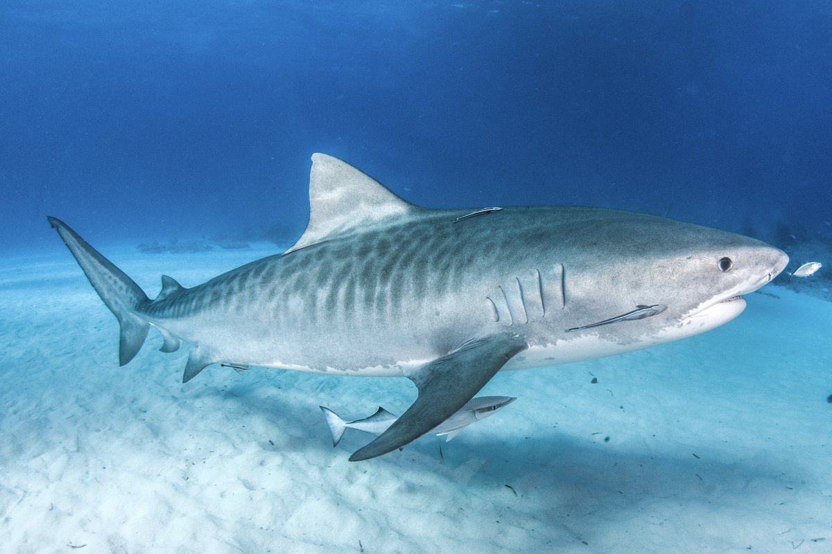 TagBillfish's tweet photo. Sea turtle meets Tiger Shark in Western Australia...
https://t.co/8cnVmjPeAi

Enjoy these articles? Use #TBFshare for more content! To support billfish conservation, visit TBF's shop! https://t.co/yKZReiigBy

#SeaTurtle #TigerShark #Conservatio #WildlifeEncounter https://t.co/TNL93uBCdH