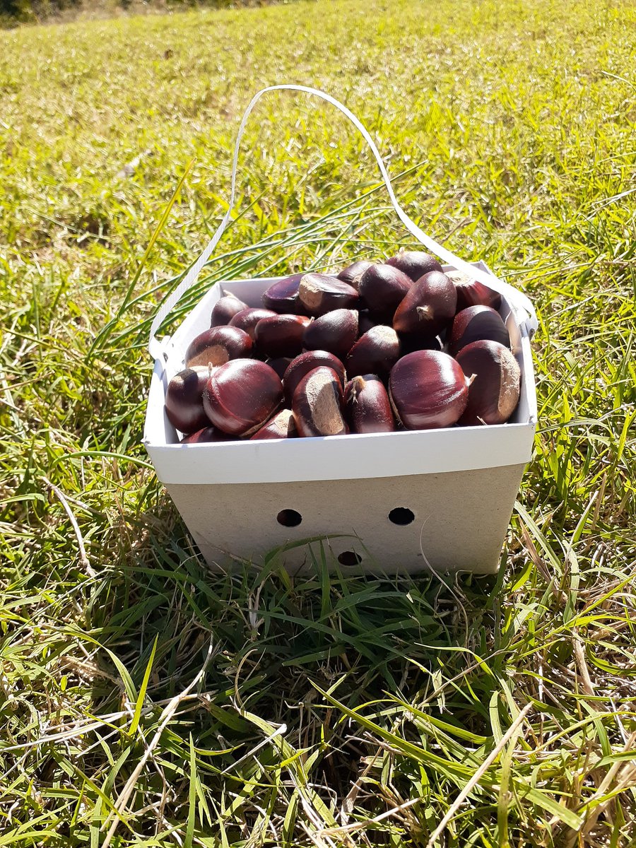vachestnuts's tweet image. We are so grateful to see so many familiar faces at Pick Your Own #chestnuts this weekend. Tag us in your photos when you post pictures online! #Richmond #NelsonCounty #Crozet #Stafford #Cville #Scottsville