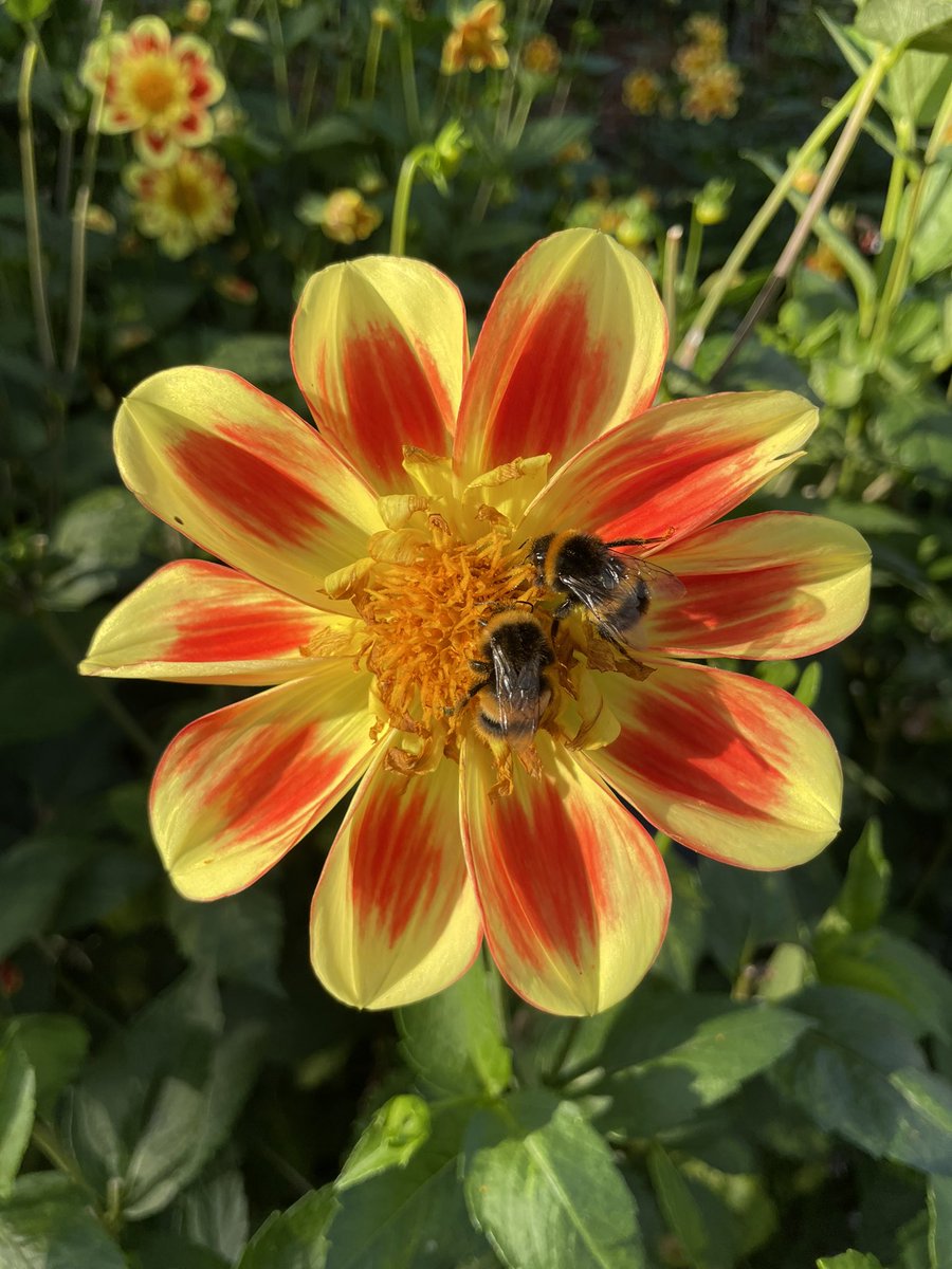 Dahlia beds the bees 🐝 knees at #TheVyne #Basingstoke <a href="/nationaltrust/">National Trust</a> 
🍁☀️🍂