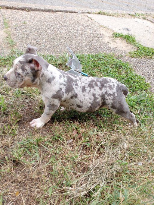 I probably got the #1 dog in the city of Pittsburgh ‼️😍😍😍😍🔥 #DIOR https://t.co/ATTrk5QJ0Z<a href="/tag/dior"class="tags"><span>#dior</span></a>