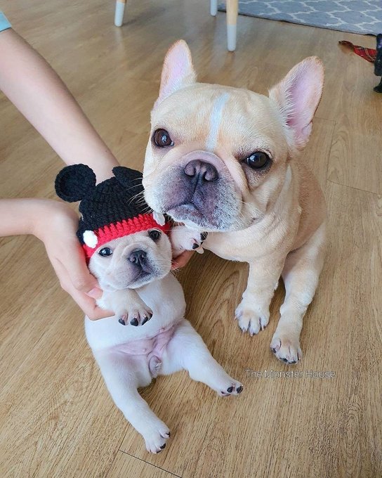 Twins or not? 🤔 
#frenchbulldog #frenchielover