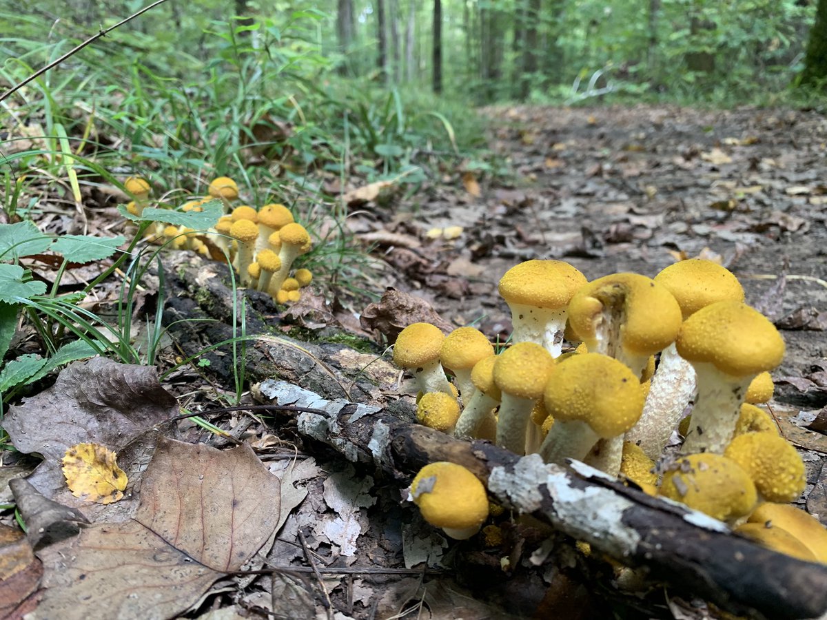 RayeTattoos's tweet photo. 💭 How intelligent are #mushrooms? 
￼
🍄 Just like #humans, mushrooms have the ability to #communicate across long distances and based on recent #research, possess a level of unexpected #intelligence. They have created a superhighway of #information that allows interaction between a large and diverse population of individual mushrooms. 

💭 Do mushrooms have #memory?

🍄 The rooting structures of fungi, #hyphae and #mycelia, show decision-making capabilities. Mycelia, exhibit spatial recognition, #learning, and short-term memory.

💭 Do mushrooms have #consciousness?

🍄 Rudimentary memory can be considered a form of consciousness. Just like the #animal #brain, the #fungal #mind is aware of, and responds to, its #environment. The acute sensitivity of the #fungi observed at the #cellular level argues for the presence of a mind.