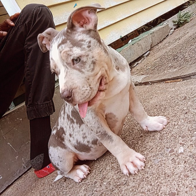 I probably got the #1 dog in the city of Pittsburgh ‼️😍😍😍😍🔥 #DIOR https://t.co/ATTrk5QJ0Z<a href="/tag/dior"class="tags"><span>#dior</span></a>