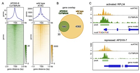 🎉 Outstanding work by @Jingjing_Lou_et al. <a href="/DuraisinghLab/">Duraisingh Lab</a> <a href="/kourosh_dz/">Kourosh Zarringhalam</a> <a href="/MJGubbels/">Marc-Jan Gubbels</a> 
Generating unbiased transcriptome and chromatin accessibility maps at the single-cell level is no small feat. 
New💡on AP2XII-8 function ! 
Kudos to all !👏
biorxiv.org/content/10.110…