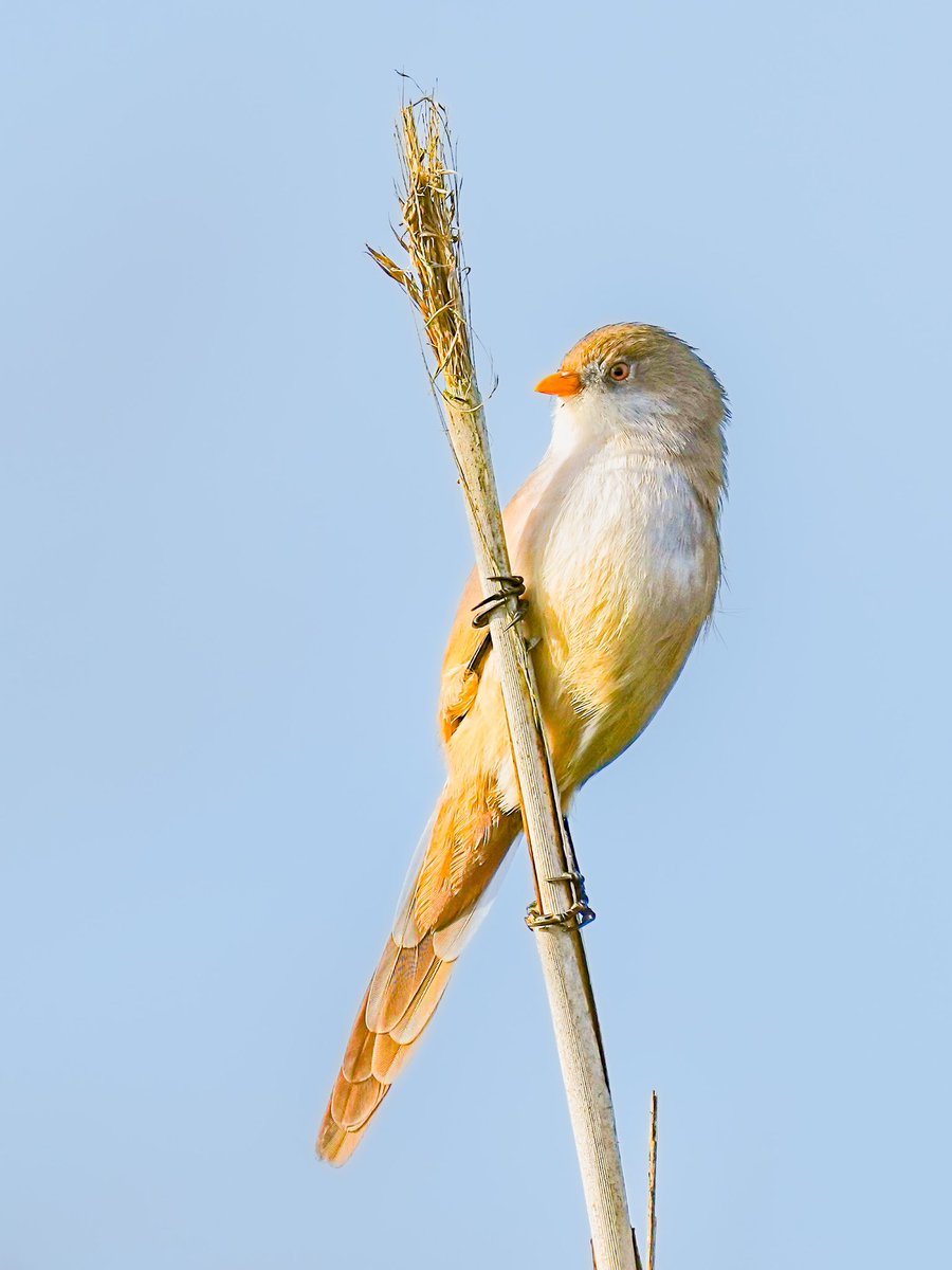 DerekLa31371503's tweet photo. Mr. &amp; Mrs. Bearded Tit, Westhay this week https://t.co/QoKz9SBm5i
