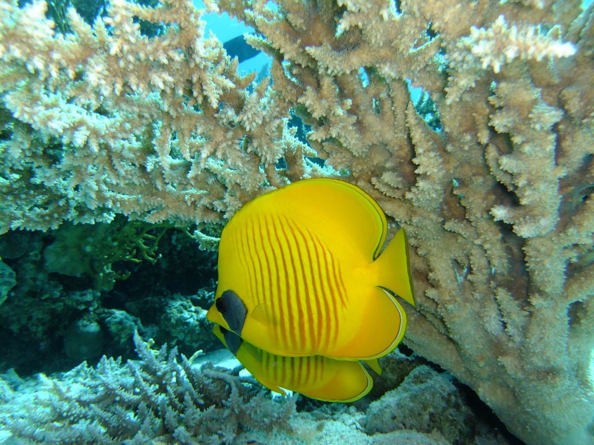 RedSeaReefs's tweet image. 🐠 🐟 🐡

#Scuba #Diving #RedSea #Egypt #ScubaDiving #RedSea #RedSeaReefs #UnderwaterPhotos #UnderwaterPictures #UnderwaterPhotography