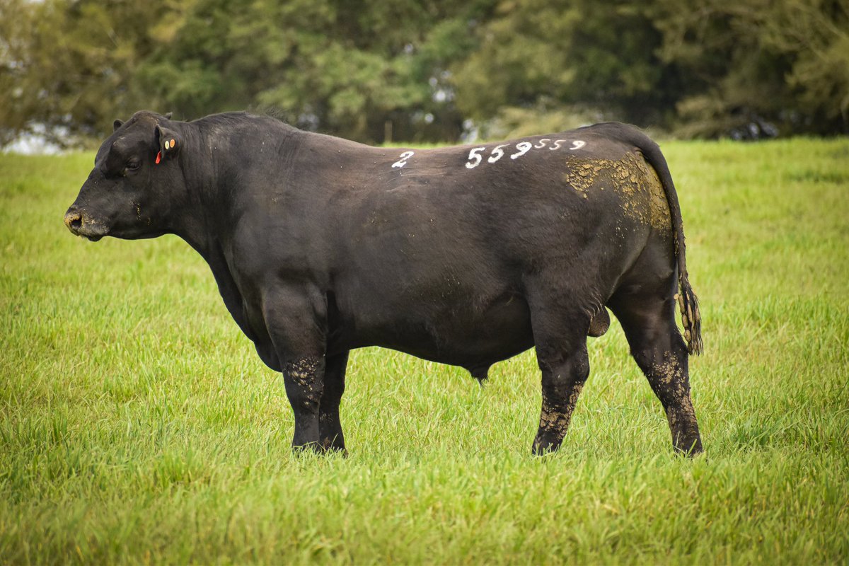 Próximo Sábado‼️

📍Soc. Fomento de Flores

Videos y preofertas: 
clicrural.com.uy/remate/22988