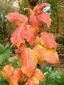 It is autumn, leaves are changing colors and there is a chill in the air.  If hiking, be aware that poison ivy and oak change color too.  #poison #poisonivy #poisonoak #itchy