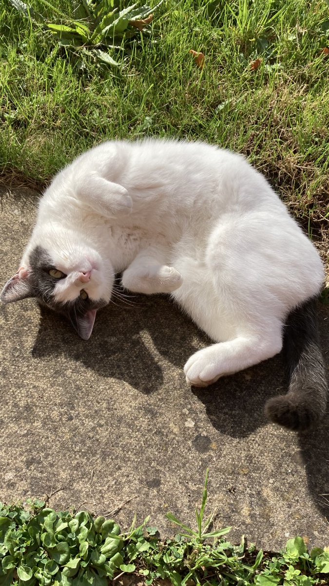 Enjoying the October sunshine #cats #catsoftwitter #catsontwitter #catsofX