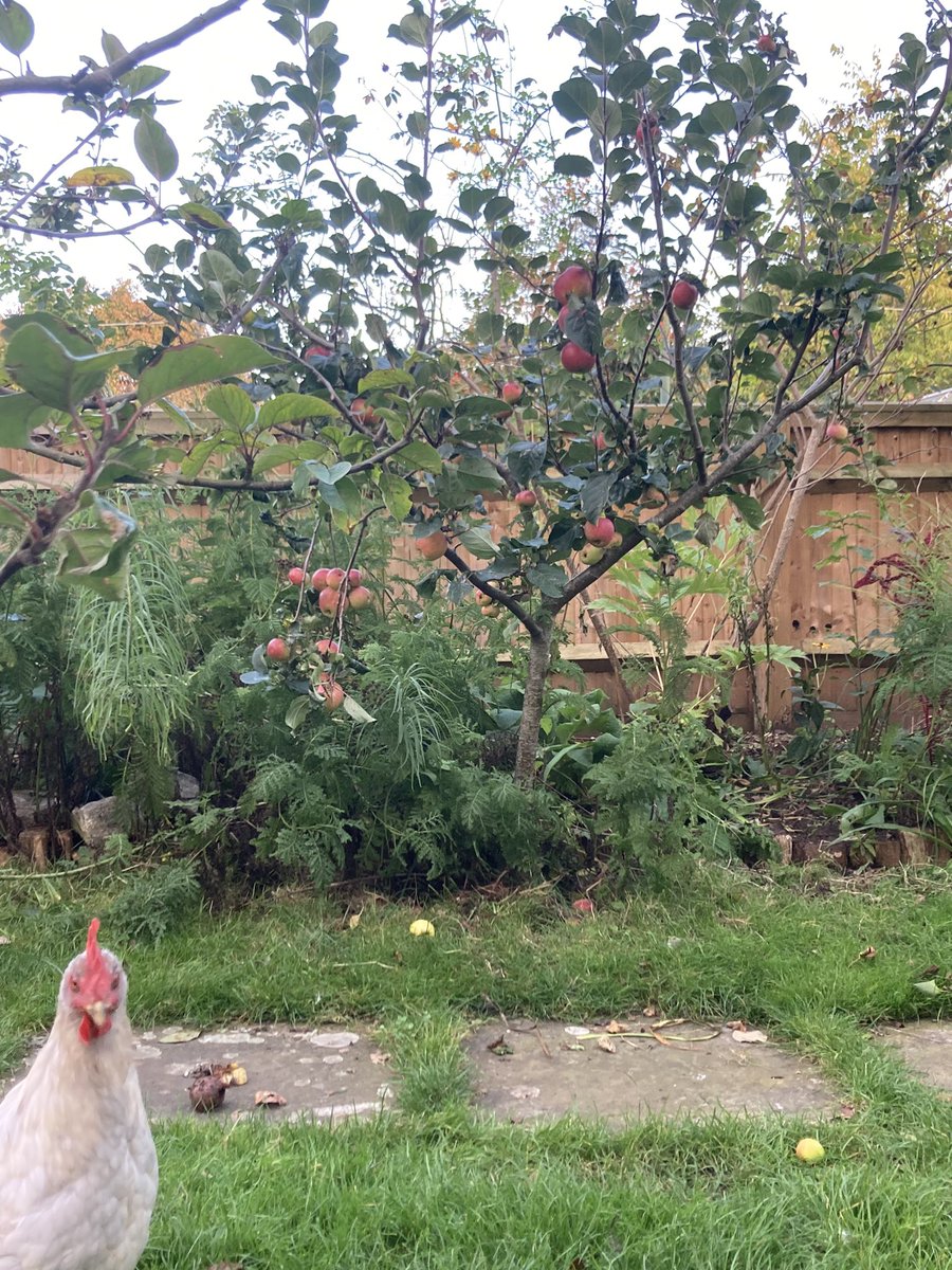 SevenTreesCider's tweet photo. Some of the ‘seven trees’ in our garden orchard are coming to fruit.
Michelin, Morgan Sweet, Sweet Coppin & Tremletts Bitter grown here in Reading.
Our inquisitive, layer Persephone photobombing again…
#MadeinReading #fulljuice #notfromconcentrate #craftcider #rdguk https://t.co/jUuuecWeYy