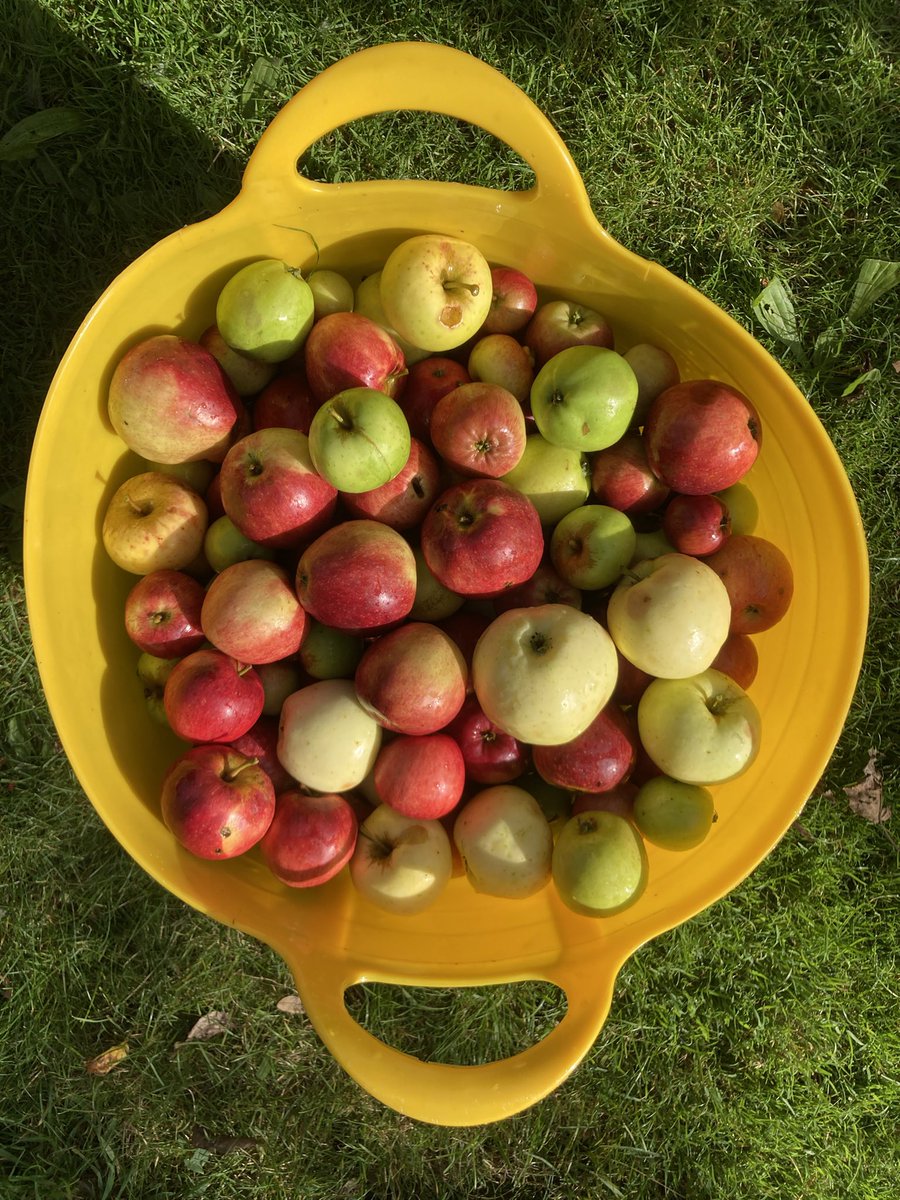 SevenTreesCider's tweet photo. Some of the ‘seven trees’ in our garden orchard are coming to fruit.
Michelin, Morgan Sweet, Sweet Coppin & Tremletts Bitter grown here in Reading.
Our inquisitive, layer Persephone photobombing again…
#MadeinReading #fulljuice #notfromconcentrate #craftcider #rdguk https://t.co/jUuuecWeYy