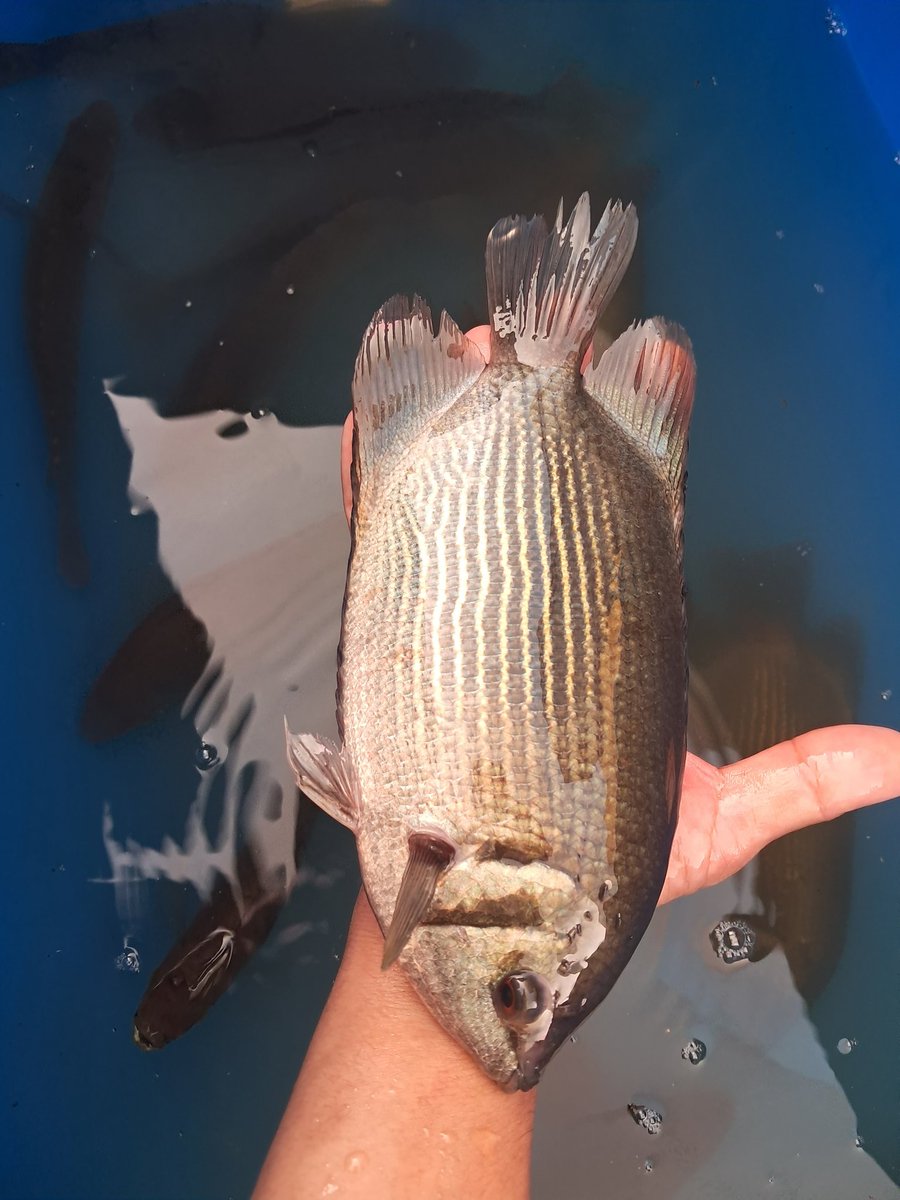 aminhaitami's tweet photo. Selasa (22/08), M. Amin Haitami, Luhkan Kab. OKI, UPR Pokdakan Bina Usaha, Panen Tembakang, 100 kg, size 5-6ekor/kg, Rp 25.000/Kg, #GiatLuhkanSatminkalBRPPUPP 
#KabOKI 
#panen 
#luhlapor https://t.co/31lkCU7eA6
