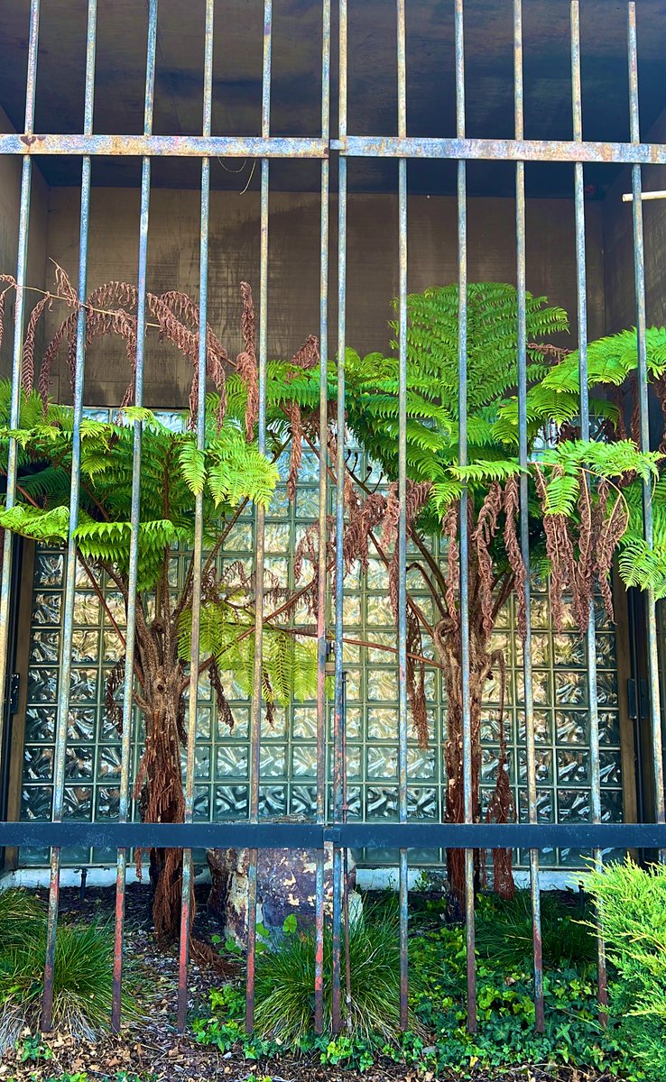 Helechos enrejados 🫢