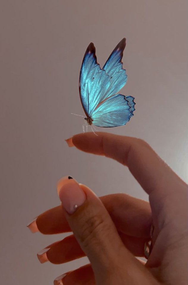 Majestic Butterfly moment 🦋