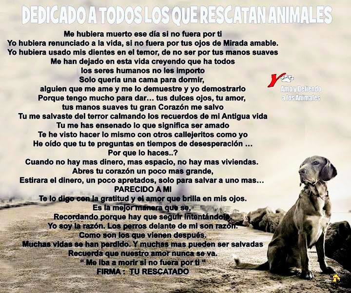 Perrosenlacalle's tweet photo. "Dedicado a todos los que rescatan animalitos " https://t.co/2d7MP9f6sz
