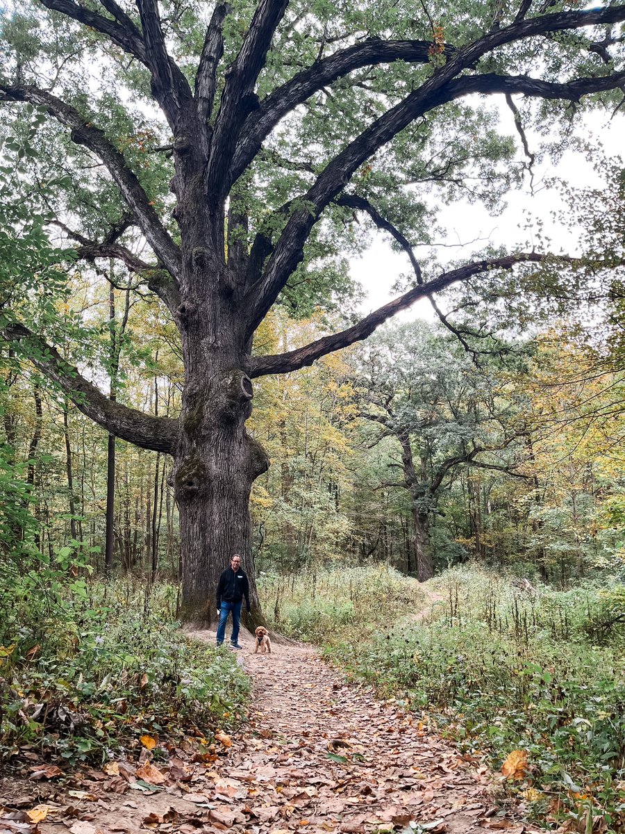 mlgoubeaux's tweet photo. Always love seeing these 500+ year old white oaks at #SugarcreekMetroPark. #threesisters
@MetroParksTweet https://t.co/i3iMY4Fied