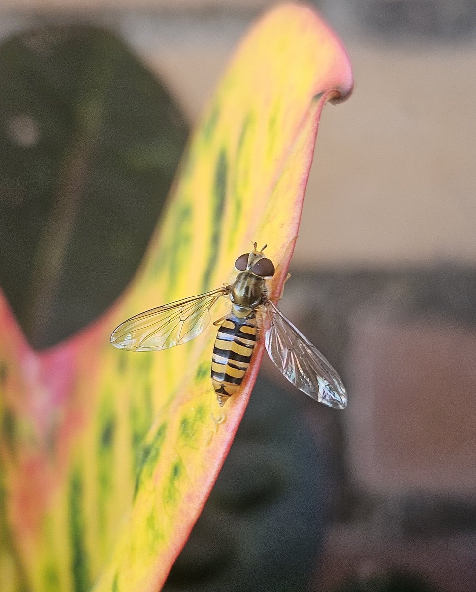 POchruros's tweet photo. Episyrphus balteatus, de los sírfidos de Syrphidae, visitando la terraza. https://t.co/TbTl0lsNFa