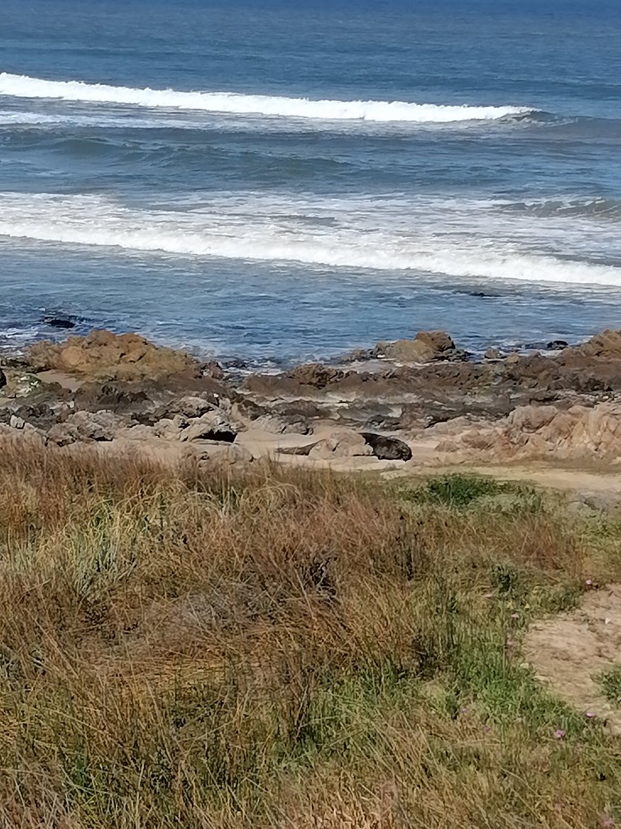 Lobo muerto en La Gorgorita (La Barra de Maldonado)