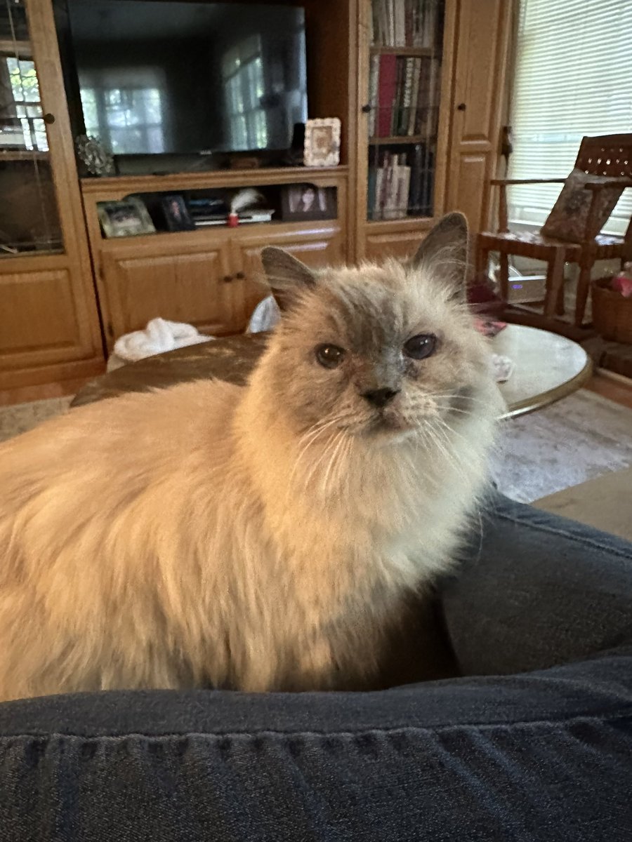 bugkween_'s tweet image. just stopping by to bless the TL with these absolutely precious geriatric ragdolls I’m sitting for the next couple weeks