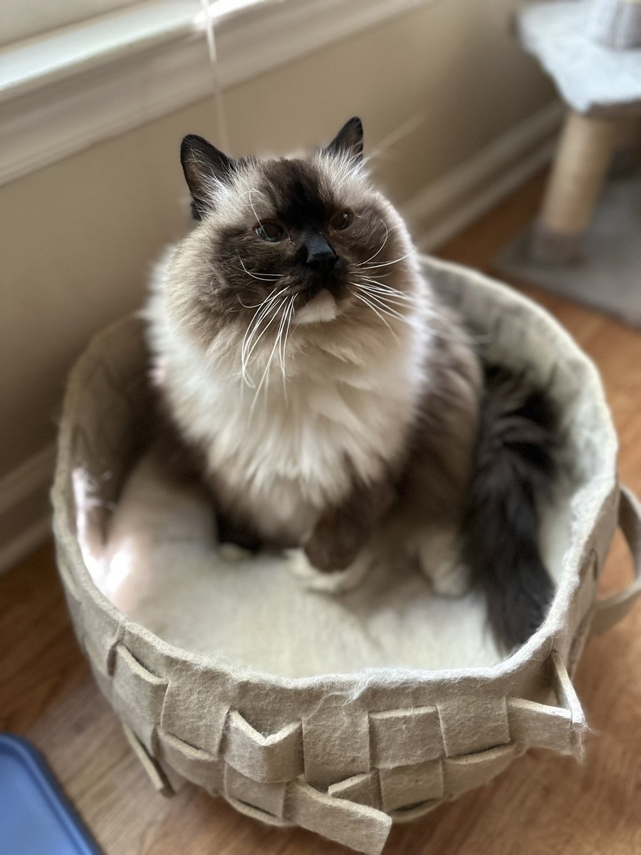 bugkween_'s tweet image. just stopping by to bless the TL with these absolutely precious geriatric ragdolls I’m sitting for the next couple weeks