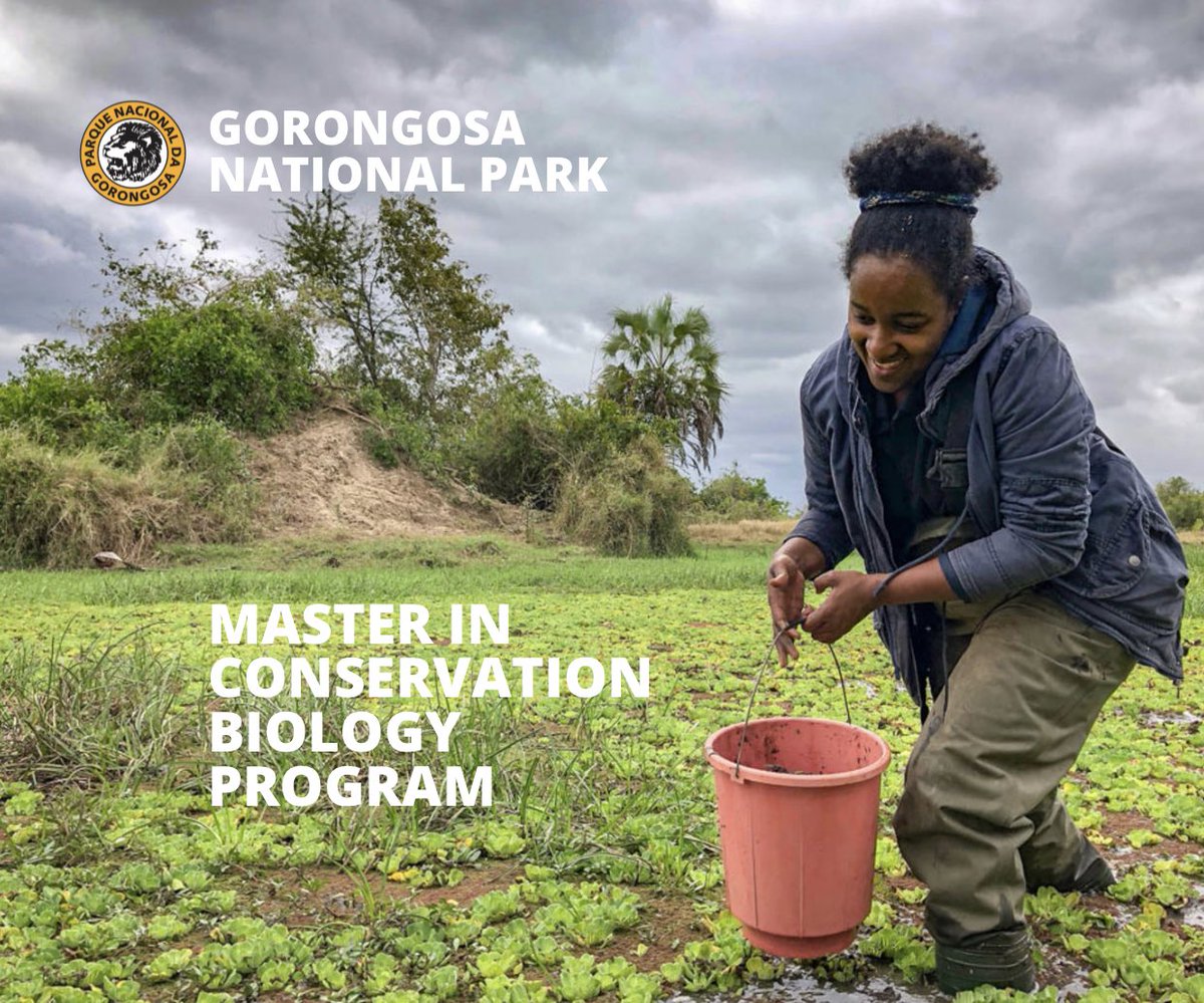 Gorongosa National Park (@gorongosapark) on Twitter photo Twelve Mozambican students will study conservation biology in #Gorongosa Park this coming year. It’s the only master’s program taught inside a national park. Full scholarships (except for a registration fee) are financed by the Howard Hughes Medical Institute. #Africa #Mozambique Twelve Mozambican students will study conservation biology in #Gorongosa Park this coming year. It’s the only master’s program taught inside a national park. Full scholarships (except for a registration fee) are financed by the Howard Hughes Medical Institute. #Africa #Mozambique