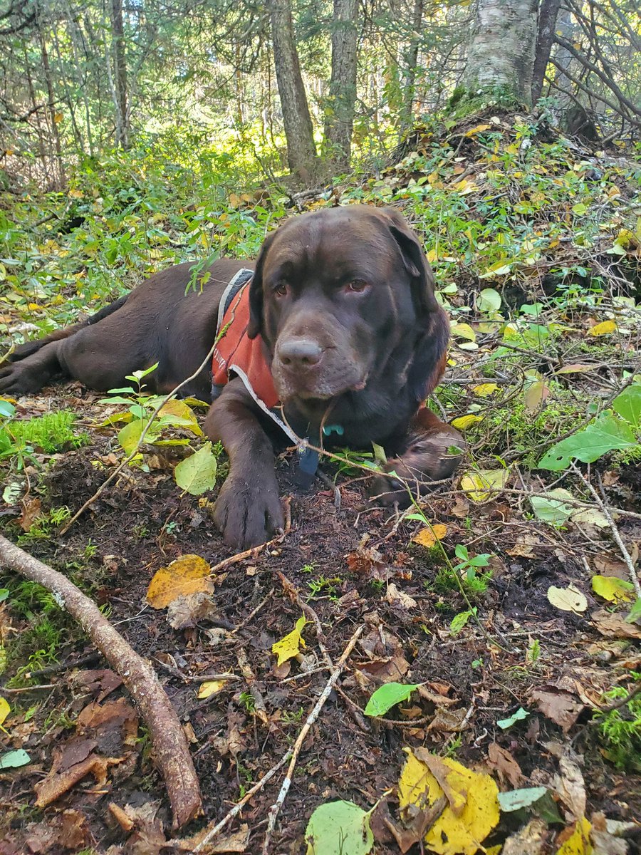 Yesterday was a great day in the woods 🪵 
#chocolatelab #dogsofTwitter #dogsofx #dog #enjoyingthebestlife