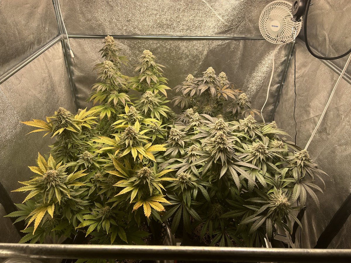 Day 49 of flowering #cannabis #growyourown