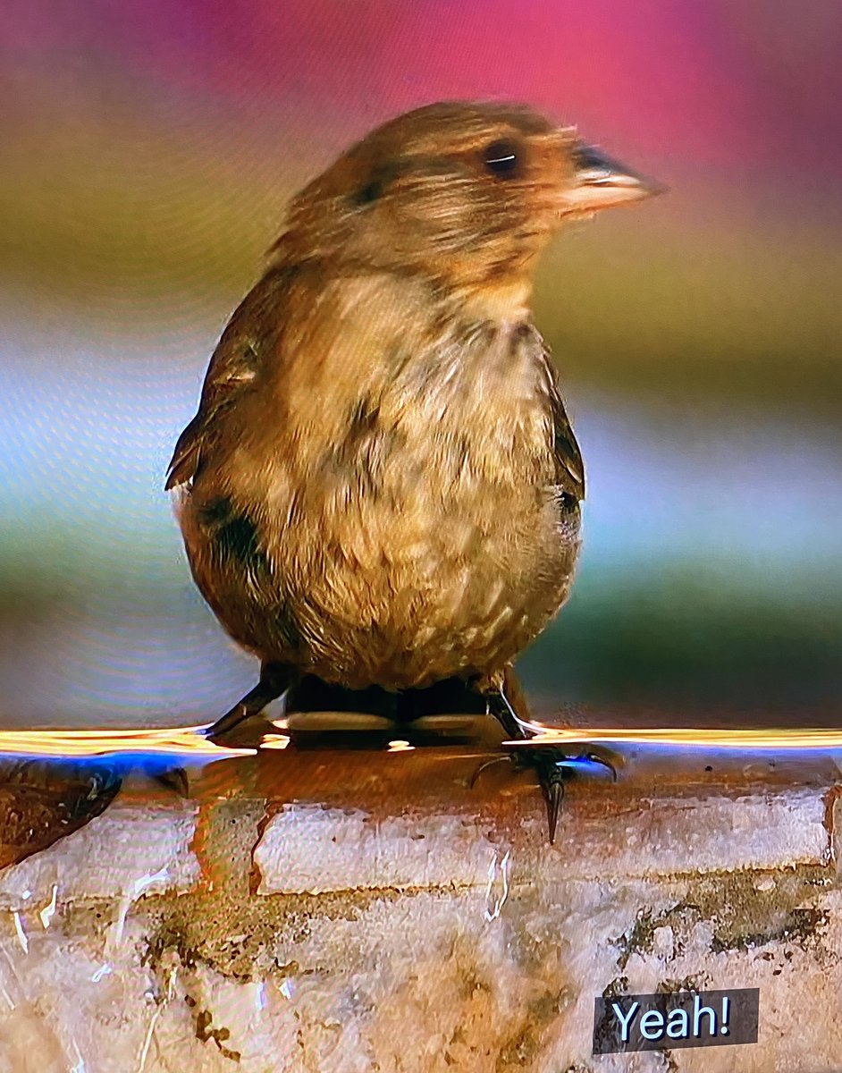 BachelorBirds's tweet photo. House Sparrow or should we say Mansion Sparrow on #GoldenBachelor https://t.co/ov5mIiVHHz