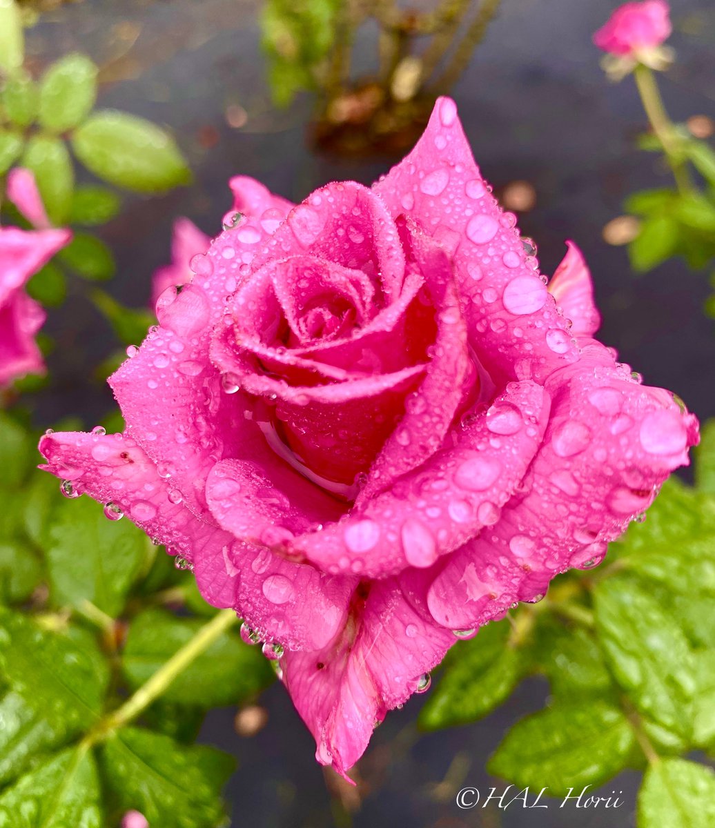 Rain to moisten roses in autumn 💎
#nature #flower 
#NaturePhotograhpy