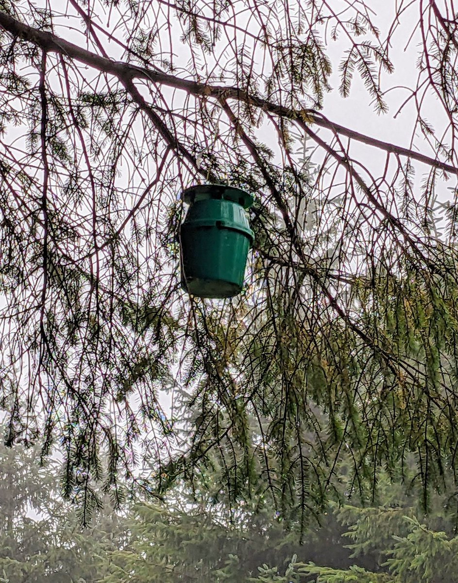 ADAPTForRes's tweet photo. A range of traps detecting tree pests demonstrated @ forest health field day organised by the Society of Irish Foresters with DAFM (Forest Health Section) and @coilltenews
Multi funnel trap (targeting bark beetles), trap logs (+pheromone lure) &amp; bucket traps (invasive moths) https://t.co/3qy3j7VdP2