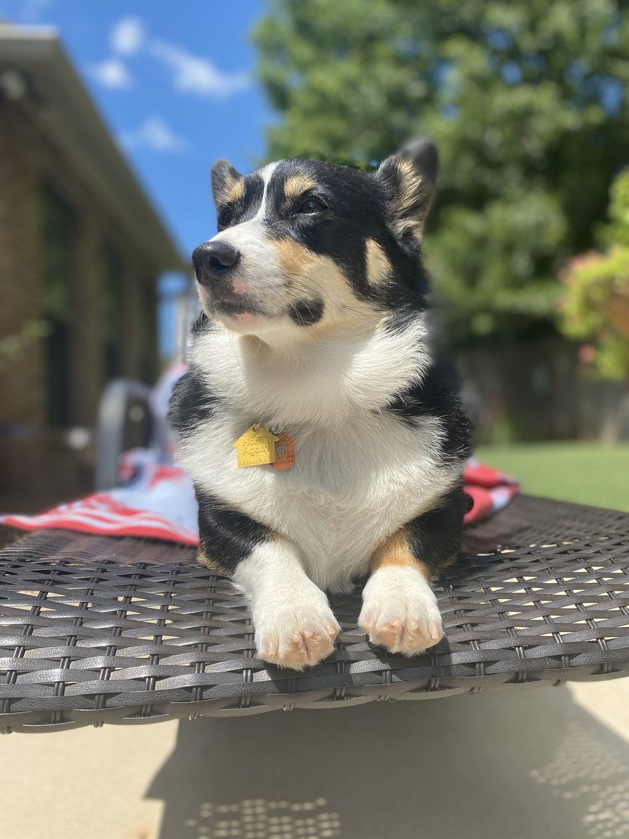 AnnagFarish's tweet image. My pups don’t like to do class work, but they never turn down a day by the pool!! #EdTechAtLATech ☀️