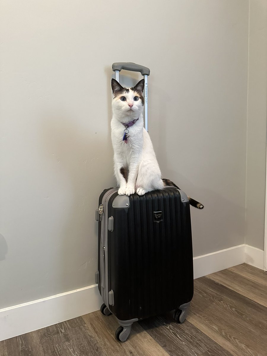TMJAdvoCAT's tweet photo. #NEISvoid #TMJAwareness #TMJ #TMD #Fibromyalgia #EhlersDanlosSyndrome  #ChronicPain #JawPain #FacialPain #TMJSurgery 

I have moved over to Instagram. See you there!😺

https://t.co/VVYDao2FxG https://t.co/drYn1zuCvD