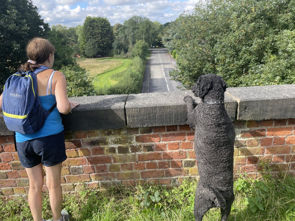 My Labradoodle thinks he’s a human, I am sure of it