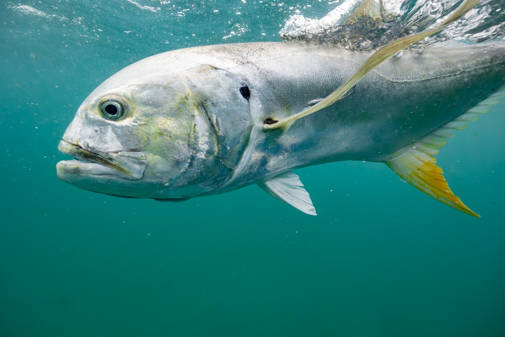 flsportfishing's tweet photo. While they may not make a desirable meal, their valiant fight & energetic strikes have earned jacks a place of respect among the #flyfishing and #lighttackle communities. Find out why chasing the larger class of these fish is becoming increasingly popular: https://t.co/YqilqmOHW9 https://t.co/YUtbfSe2OF