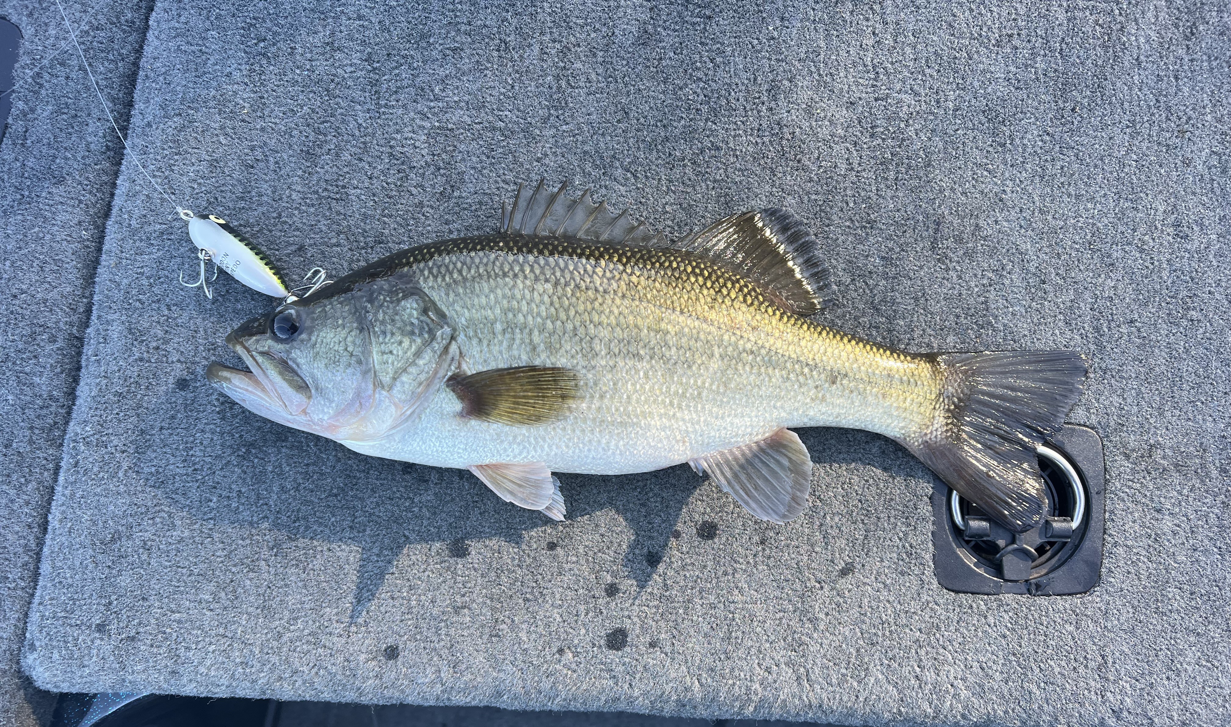 Steve Rider on X: The fall topwater bite is finally here and the chunks  are chasing! #fishalabama #bassfishing #fallfishing #fishing   / X