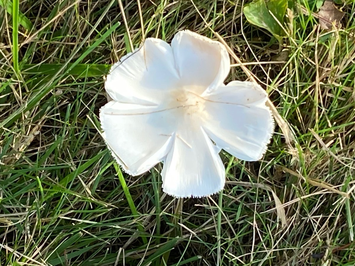 105April's tweet image. Our weather last week was ideal for  some unique and pretty things to spring up. #flower? #fungus? #outdoors #October