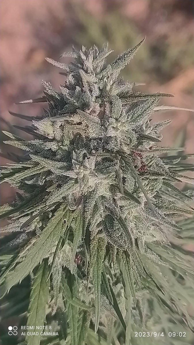 LeónMagico 420 tweet media