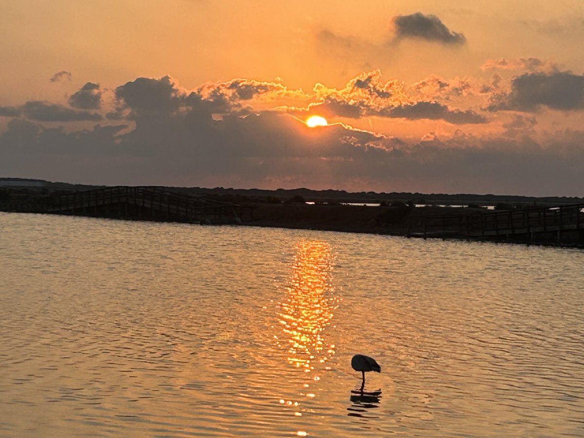 Kukikeller's tweet photo. Flamencos Al Alba https://t.co/pVIeBWaToC