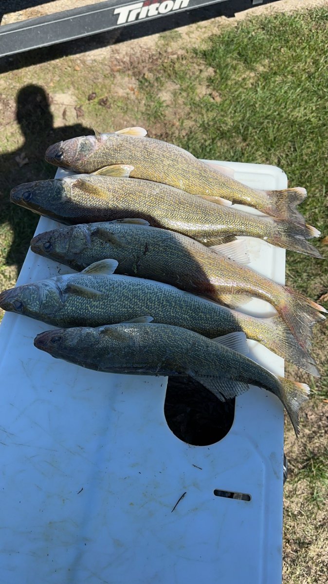 Hard to beat a Sunday limit of walleyes before the Jets, Vikes and Taylor play today!!!  

Very little beats #BeNDLegendary fall walleye fishing in my book!  #LimitsOnly