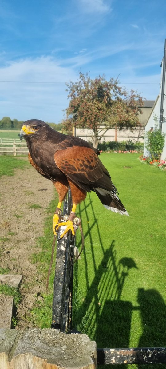 CTizzle27's tweet image. Massive thanks to @WalksWithHawks for an incredible day. This has been on the bucket list for a long time, and it didn’t disappoint. 🦅 🦉