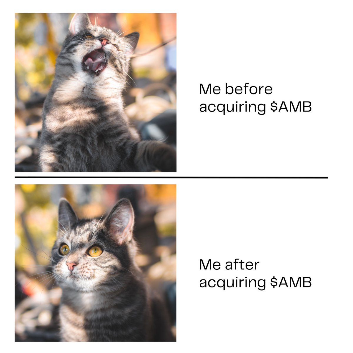 starr__struck's tweet photo. Memes of the Day
@airdao_io 
@Airdao_ambs 

#Memes https://t.co/p44Rs6eVNE