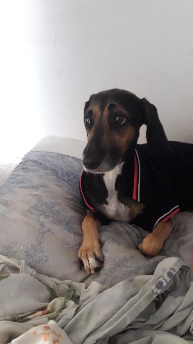 sunnthoughts's tweet photo. esse ano, três animais aqui da minha casa faleceram
Riqueza faleceu dia 29 de abril
Rubi faleceu dia 30 de abril
Kyokinho faleceu dia 8 de outubro, hoje

Eu amo vocês três, eu espero que vocês estejam bem. Saibam que eu queria ter passado mais tempo com vocês... 💜💗🖤 https://t.co/gOx5eCgFlJ