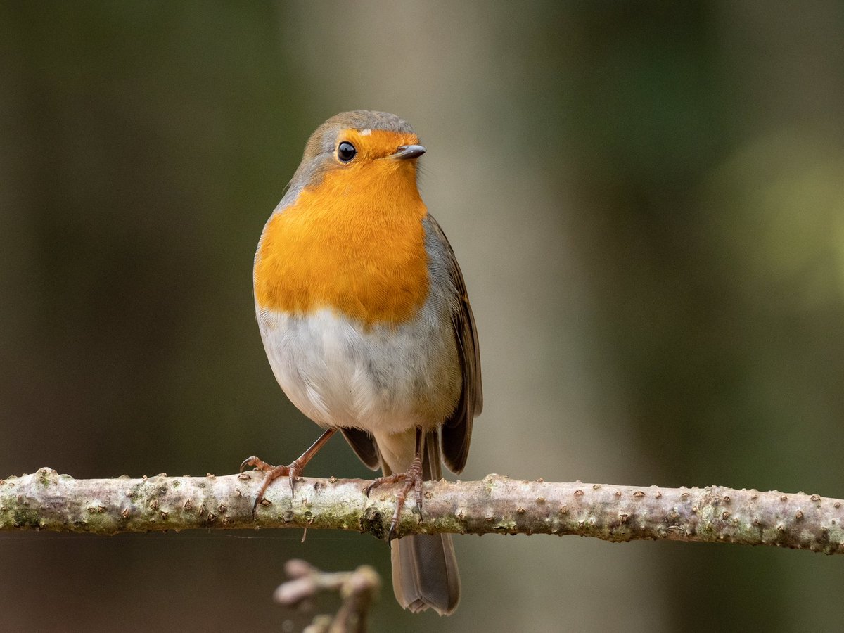 Joeynoble's tweet photo. Before popping to Arley, we stopped by Severn Valley Country park to see the Kingfisher again, but this little fella was keen to say hello as well!! ๐
@OMSYSTEMcameras #OMDEM1mkii #TwitterNatureCommunity #photography #exploring #OctoberSunshine https://t.co/FjYxtvdKpS