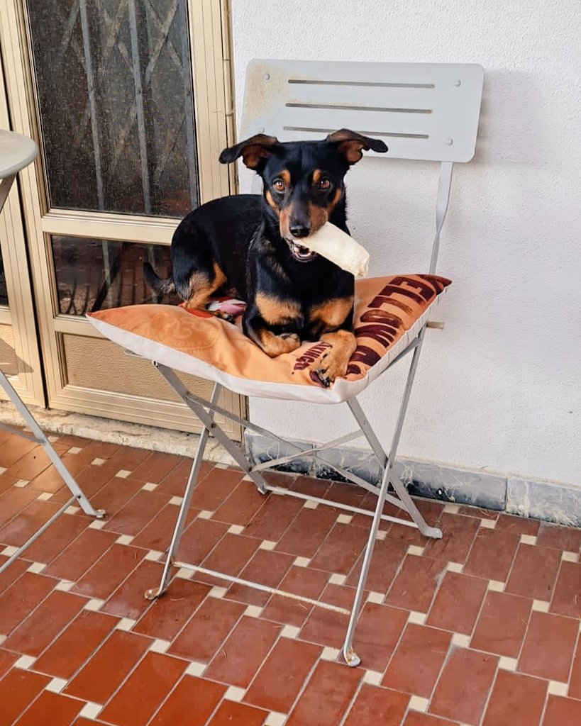 Angy99103's tweet photo. 🐶❤💙
#dog #love #photography #mydog https://t.co/5iYFBzTdDK
