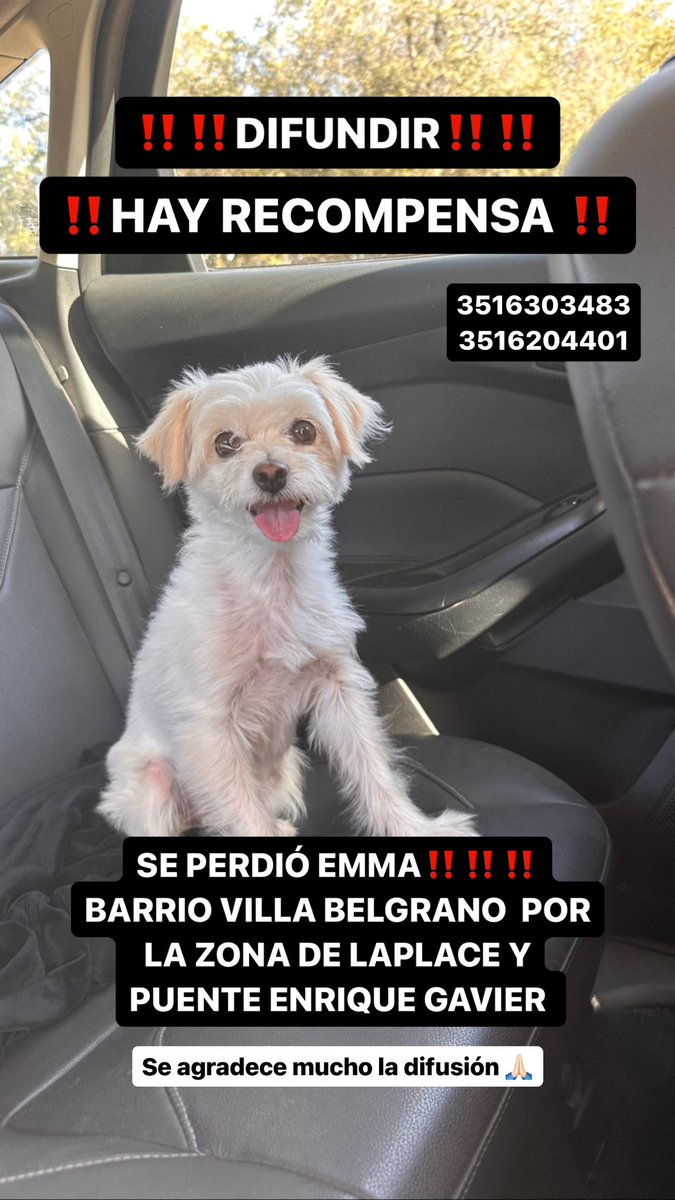 florayassa's tweet photo. Emma sigue perdida!! Por favor ayúdenme a encontrarla, estoy desesperada. Se perdió ayer sábado 07/10
Fue vista por la plaza de la gauss y por la zona del círculo de Policia. Toda difusión ayuda mucho 🙏🏻🙏🏻 https://t.co/Oms7m3qXVJ