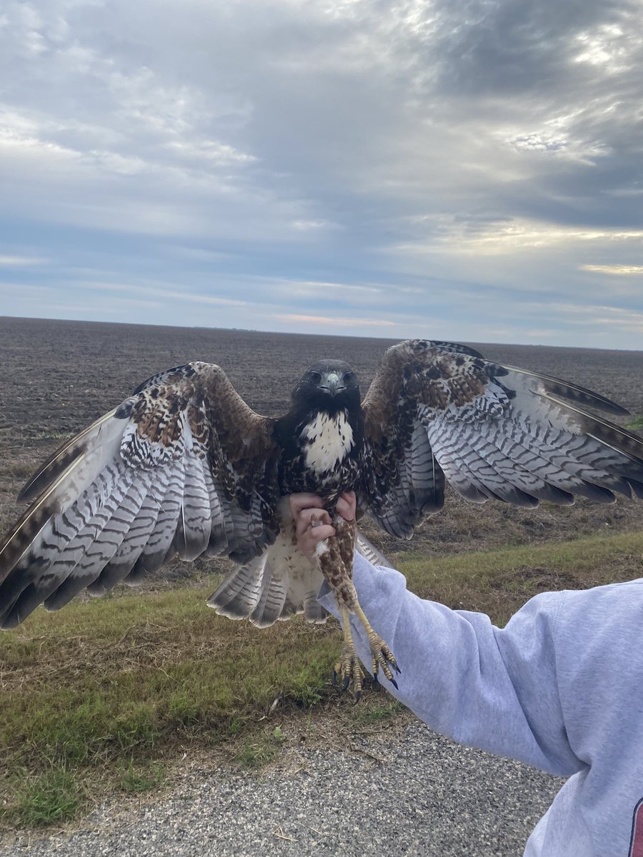 TheLambBug's tweet photo. I got the chance to do one of the coolest things a person can do… 

Sample parasites from a hawk! 

Alright, holding it was cool as hell too!

(White-Tailed Hawk, Bishop, Texas) https://t.co/vre3y7uU3B